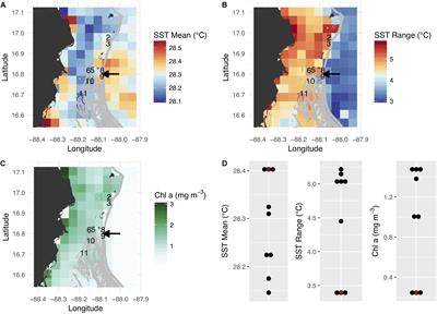 Convergence of DNA Methylation Profiles of the Reef Coral Porites astreoides in a Novel Environment